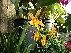 395 Longwood Gardens [2008 August 23]